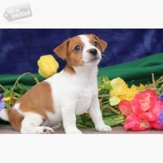 Jack Russell Terrier whatsapp:+63-977-672-4607
