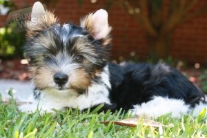 LOVELY 12 WEEKS OLD T-CUP YORKSHIRE TERRIER PUPS AT TO GOOD HOME