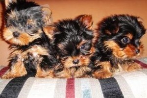 Lovely Tea Cup Yorkie Puppies Available