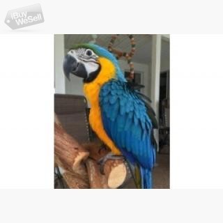Macaw Parrots ready for sale , Macaw Parrots ready for sale  male and female Open to offers. T