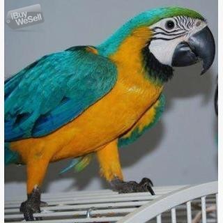 Macaw papegojor