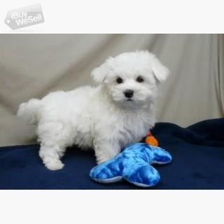 Maltese Puppies for sale Nyköping