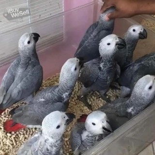 Manliga och kvinnliga grå papegojor-med-papper