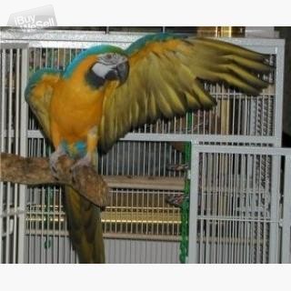 Manliga och kvinnliga papegojor i ara för blått och guld whatsapp:+63-977-672-4607