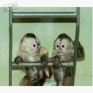 Marmoset Monkeys whatsapp:+63-977-672-4607