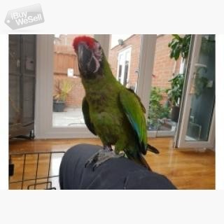 Military Macaws Parrots  They are well trained, love playing with people and other household pets. T