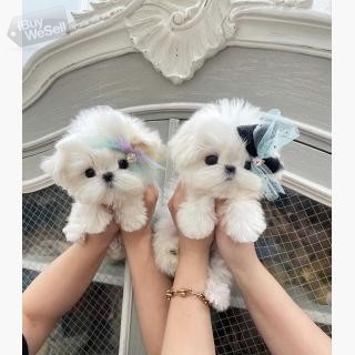 Mini white Maltese puppies for Sale