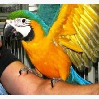 Pair of Blue and Gold Macaw Parrots For Sale I have a pair of Macaw parrots ready for a new home. Th