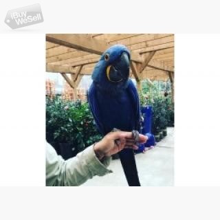 Pair of tamed and talkative Blue macaw parrots  We have a pair of tamed and talkative blue macaw par