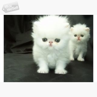 Persiska kattungar