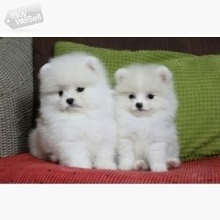 Pomeranian puppie whatsapp:+63-977-672-4607