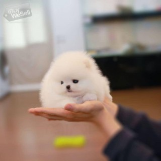 Pomeranian puppies  what's App number is + Contact me 