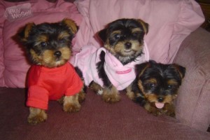 Quality and Blessed Yorkie puppies for Adoption