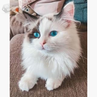 Ragdoll Kittens available on site