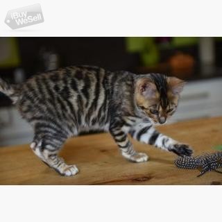 Rosetted Toyger Kittens tillgängliga whatsapp:+63-977-672-4607