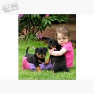 Rottweiler pups whatsapp:+63-977-672-4607