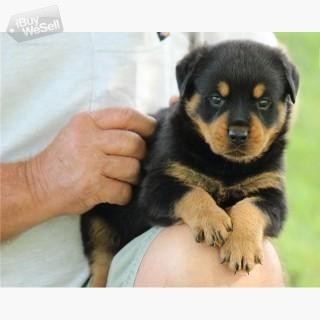 Rottweiler valpar whatsapp:+63-977-672-4607