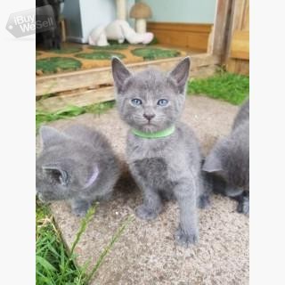 Russian blue kittens ready