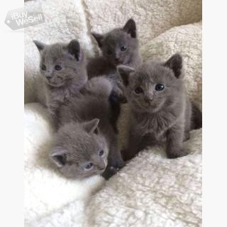 Ryska blå kattungar