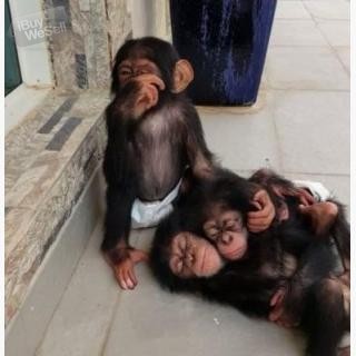 Söta schimpanser apor till salu