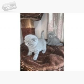 Scottish Fold kittens Raised in a family home by a small hobby breeder, socialised with cats and dog