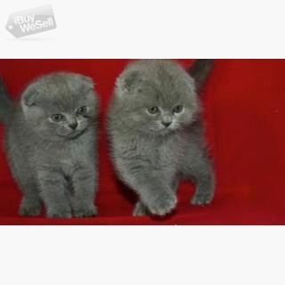 Scottish fold Kittens whatsapp:+63-977-672-4607