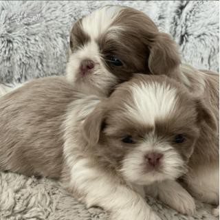 Shit tzu puppies available for adoption