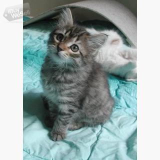 Siberian Kittens till salu whatsapp:+63-977-672-4607