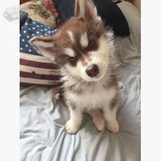 Siberian husky available for rehoming