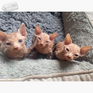 Sphynx-katter med stamtavla