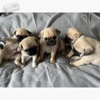 Stunning pug puppies for sale