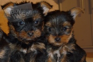 Tea Cup Yorkie Puppies Available