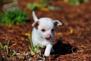 Teacup Female and male Chihuahua Puppies