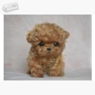 Toy Poodle pups whatsapp:+63-977-672-4607