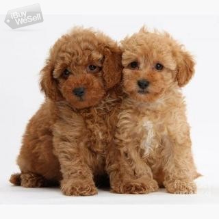Toy poodle Puppies for Adoption