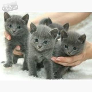 Vackra brittiska korthåriga kattungar