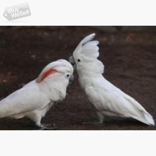 Vackra kakadua papegojor