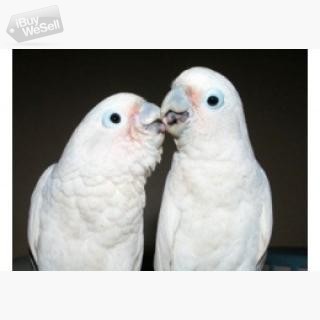 Well Talking pair Cockatoo Parrots For Adoption DNA A Pair of Talking Cockatoo Parrots T