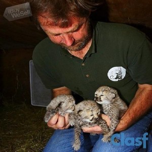 Well Tamed Cheetah cubs and Fennec Fox For Sale.