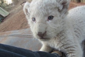 Well Tamed white lion cubs For sale