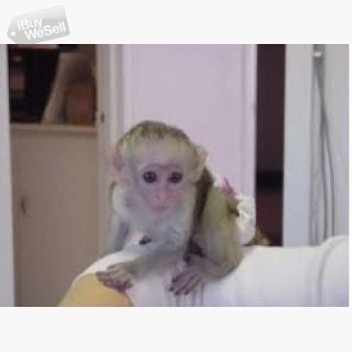 Whatsapp:+63-945-546-4913  Marmosets monkeys