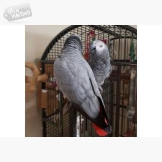 Whatsapp:+63-945-546-4913 African Grey Parrots