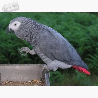 Whatsapp:+63-945-546-4913 Afrikanska grå Kongo papegojor