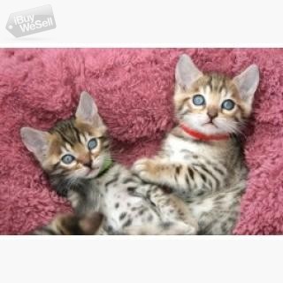 Whatsapp:+63-945-546-4913 Bengal kittens Örebro
