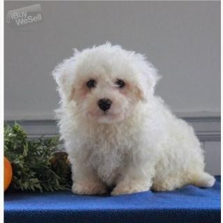 Whatsapp:+63-945-546-4913 Bichon Frise Puppy