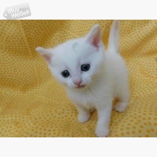 Whatsapp:+63-945-546-4913 Birman Kittens