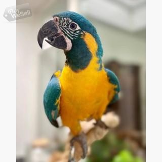 Whatsapp:+63-945-546-4913 Blue And Gold Macaw