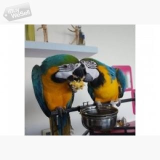 Whatsapp:+63-945-546-4913 Gold Macaw Parrots