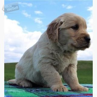 Whatsapp:+63-945-546-4913 Golden retriever puppies