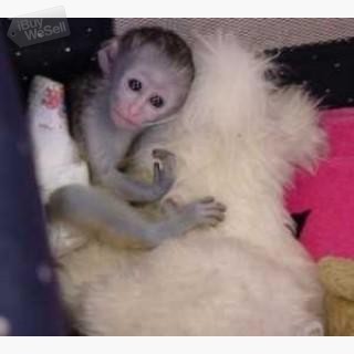 Whatsapp:+63-945-546-4913 Gorgeous Baby Capuchin Monkeys for sale